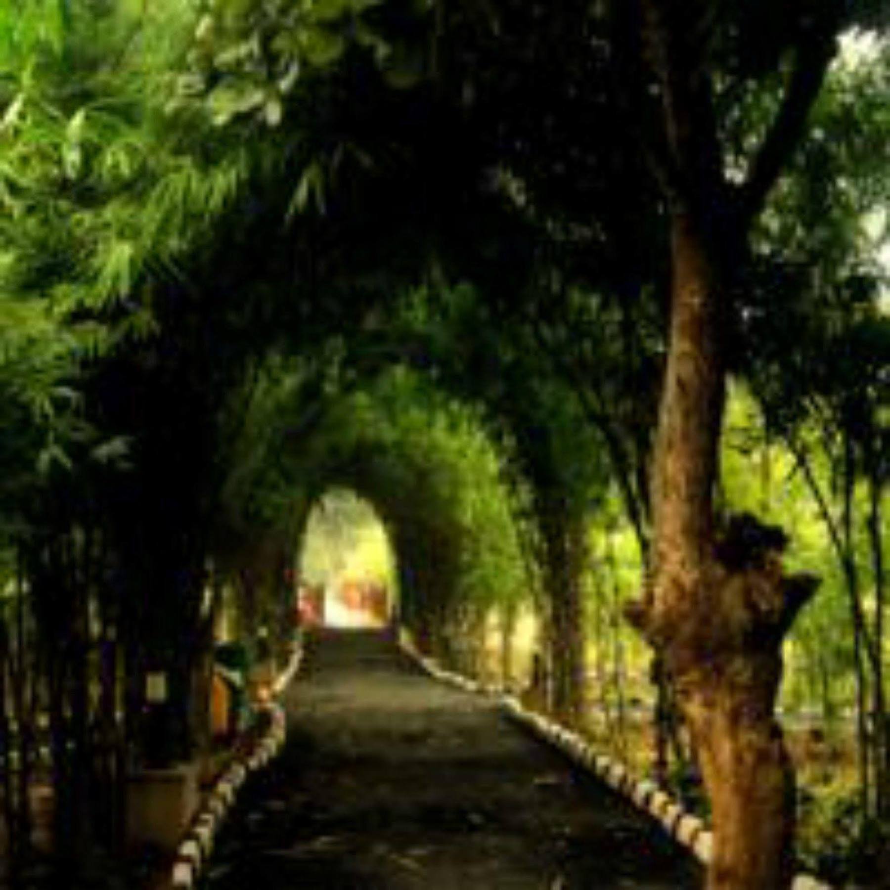 Lemon Tree Wildlife Resort, Bandhavgarh Tala  ภายนอก รูปภาพ